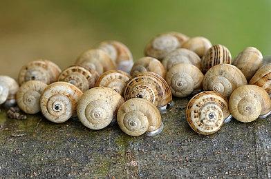 真人互动视频游戏《典狱长的乐园》Steam页面上线 发售日待定